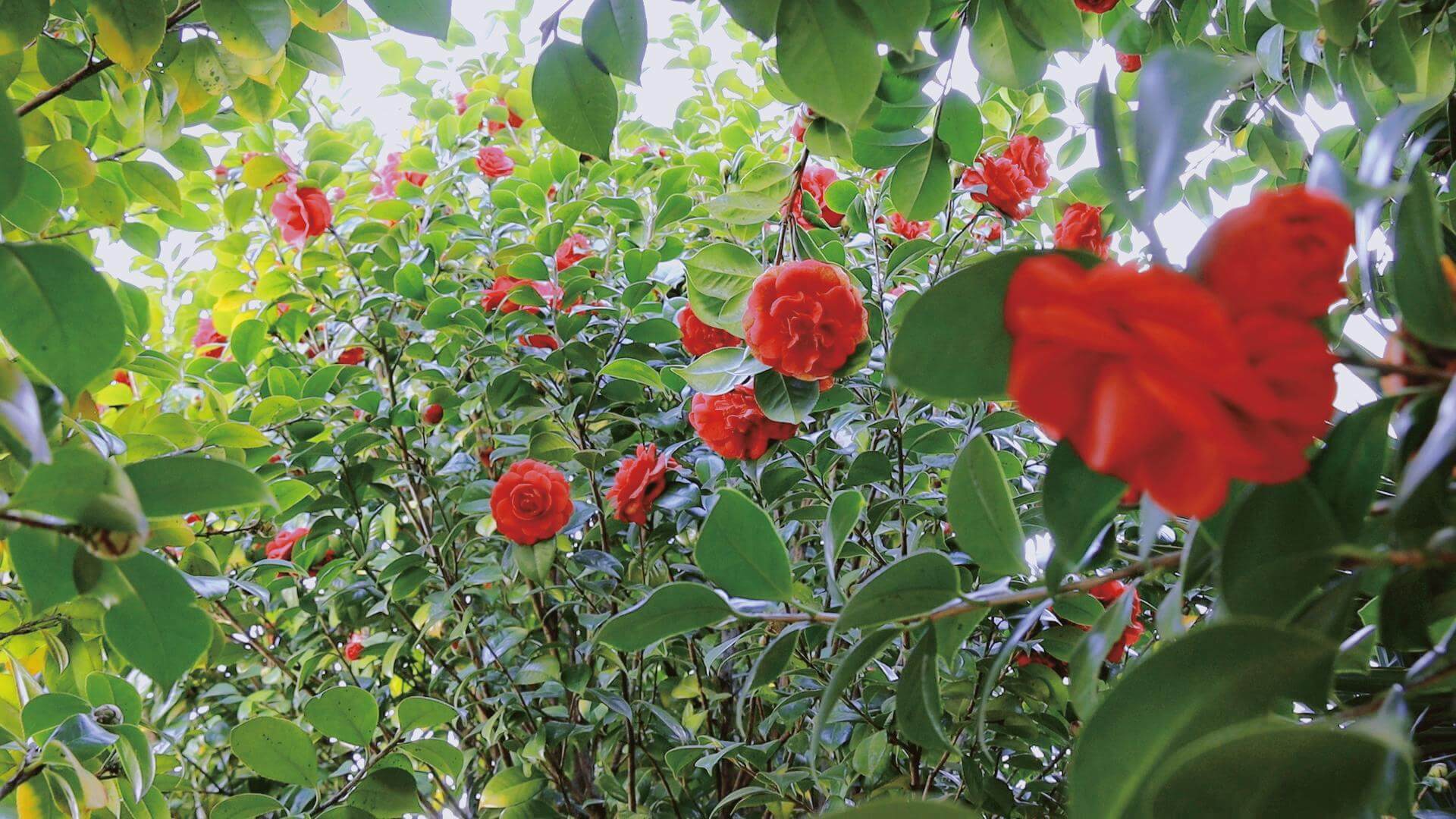 我們?cè)诖禾煲?jiàn)面嗎？